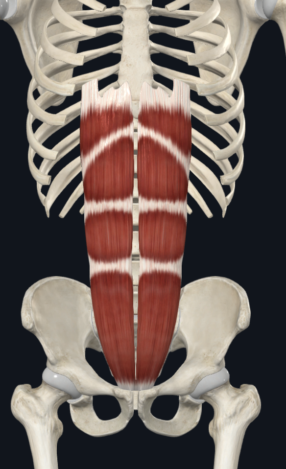3D · Recto del abdomen